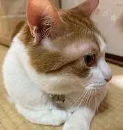 しょう★の画像