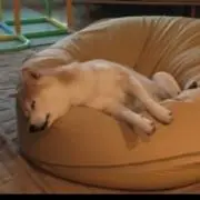 Marinoの画像