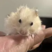 shikaの画像