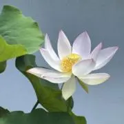 ニコ⭐︎♪の画像