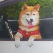 くぅの画像