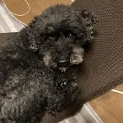 ひー