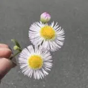 ヤオの画像