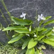 ChisatoM プロフ一読お願いしますの画像