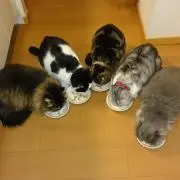 けっち