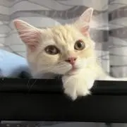 ♡Cat（ねこペットあり）の画像