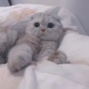 きらの画像