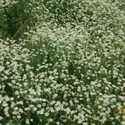 xaの画像