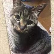 うめたんの画像