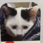 ツーナの画像