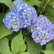 とんこの画像
