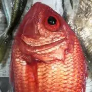釣りおやじの画像