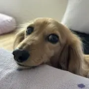ttの画像