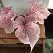 S プロフ必読