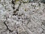 名市大