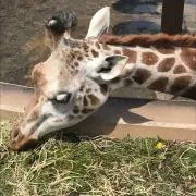 とも