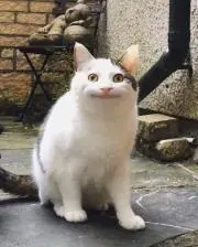 ねっぬ