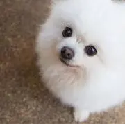 たんぽぽのわたげ 値下げ対応可能の画像