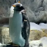 TAKO