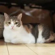 mochiの画像