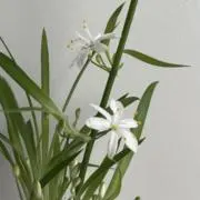 yuziの画像