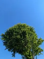 とむの画像