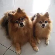 楽リキ天の画像
