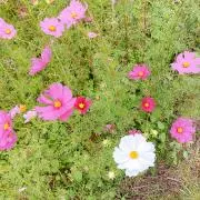 華の画像