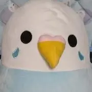 ぴよちの画像