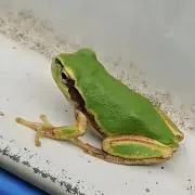 hikataroの画像