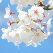 ❀さくら❀の画像