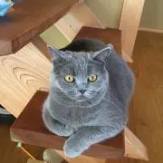 アオーキの画像
