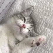 nya ♡ プロフ必読 ♡の画像