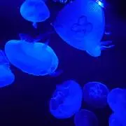なおの画像