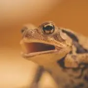 ケローテ