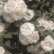 ツキの画像