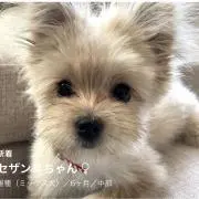 milkteachocoの画像