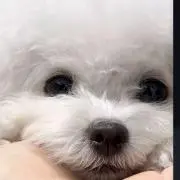 ぽやの画像