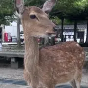 なえの画像