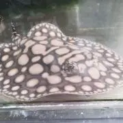 ポルカ