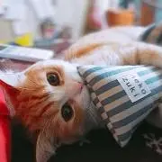 (ΦωΦ)めぐ☆プロフ読んでね！