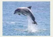 iruca*coの画像