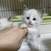 neko3