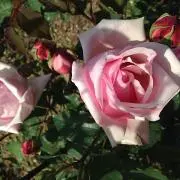 J♡K
