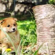ヨッシー