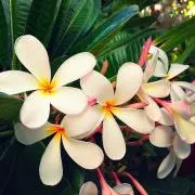 frangipani◇プロフ確認くださいの画像