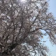 ねぎ