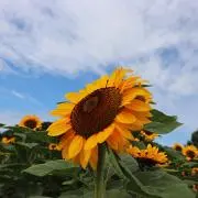 はんぞ