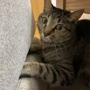 きよねこ