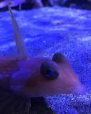 masの画像